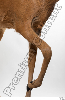 Deer Doe 2 leg 0011.jpg